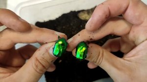 Бронзовка зелёная малая или бронзовка аффинис (Protaetia affinis). Вывелась в домашних условиях.