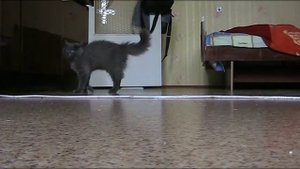 Кот странно ходит на задних лапах