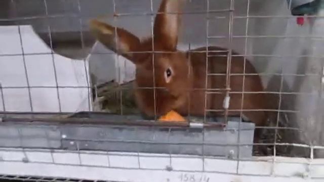 Кролики НЗК жрут морковку. Апрель 2017 смотреть онлайн