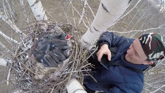 Ворон 160311 1 на березе за Кисьвой 8 я в кадре хоршо смотреть онлайн