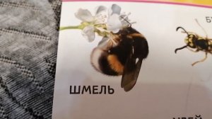 Насекомые детям. Обзор. Виды и классы. Окружающий мир.