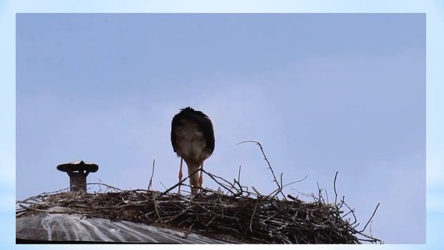 "Звери и птицы Липичанской пущи - герои любимых сказок" смотреть онлайн