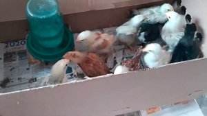 Брудер для цыплят из коробки. Стартап от инкубатора, кормушки из картона