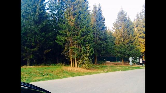 Лесной участок с соснами. 15 соток 6,5млн смотреть онлайн