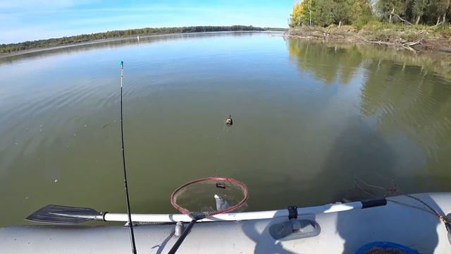 1000 и одна рыба. смотреть онлайн