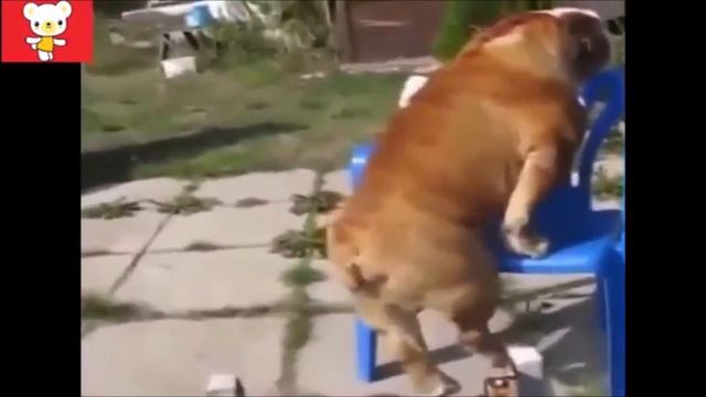 Смешные моменты в реальной жизни подборка лучших приколов и животные #8 смотреть онлайн