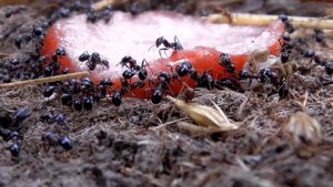 КОЛОНИЯ ДИКИХ МУРАВЬЕВ ЕДЯТ КУСОЧЕК КОЛБАСЫ ⧸ кормление муравьев ⧸ покормил уличных мурашейЯ ДИКИХ М