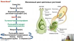 ЕГЭ по биологии 2022 | Жизненный цикл цветковых растений | Ясно Ясно ЕГЭ