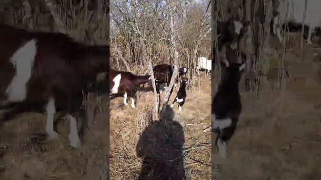 Козы ламанча на прогулке