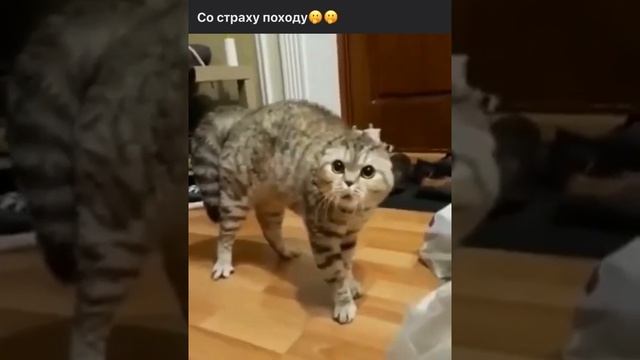 Смотреть до конца! Кот испугался мячика ?