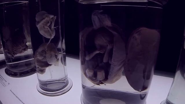 ТЕЛО ЧЕЛОВЕКА смотреть онлайн