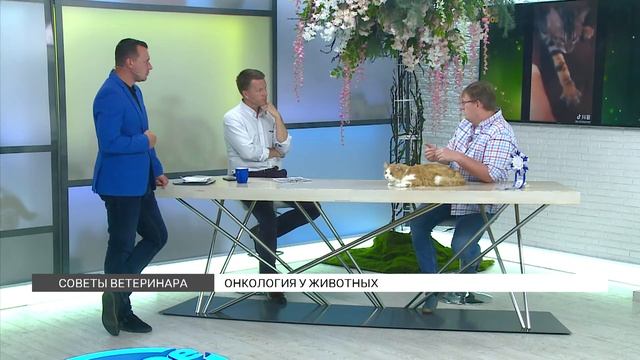 Советы ветеринара: онкология у кошек и собак смотреть онлайн
