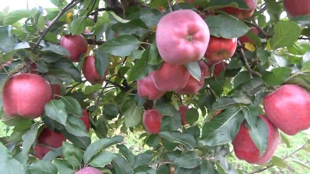 Яблоня ТОП РЕД / Высокотоварный сладкий сорт из группы Ред Делишесов смотреть онлайн