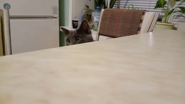 Кошка ворует игрушку смотреть онлайн