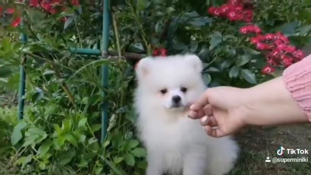 Шпиц купить продажа москва питомник смотреть онлайн