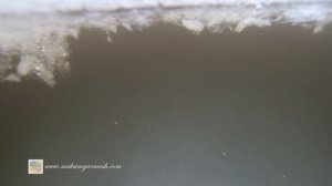 Что видят и слышат рыбы ПОДО ЛЬДОМ, когда Вы бурите лунку