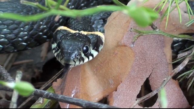 УЖ И ГАДЮКА. В ЧЁМ РАЗНИЦА смотреть онлайн