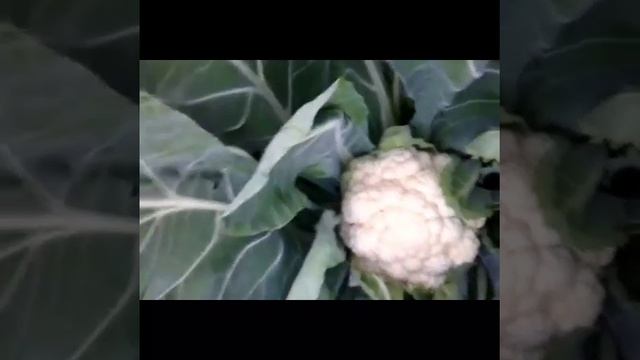 Как в Сибири растут сливы . Дача. Наш Урожай. Цветная капуста, сливы, тыквы, яблочки. смотреть онлайн