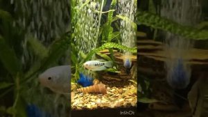 Обзор распылителей воздуха для аквариума