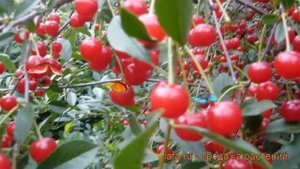 Вишня степная Желанная ? степная вишня Желанная обзор: как сажать, саженцы вишни Желанная