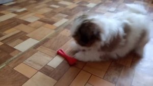 Щенок Ши-тцу 2 месяца Знакомство с детьми