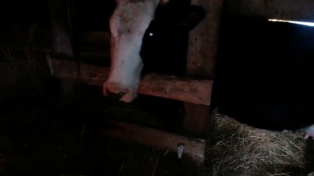 Как я #кормлю телёнка / Сколько #навоза от коровы, сколько раз убираю/ Тяжело ли жить в деревне смотреть онлайн