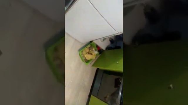 Охотник за обоями, плинтусами и диваном..) смотреть онлайн