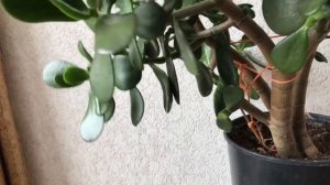 Зимняя обрезка Крассулы (денежного дерева).