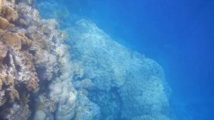 Риф отеля Санрайз даймонд бич резорт, подводный мир, мурена, Sunrise Diamond Beach Resort reef