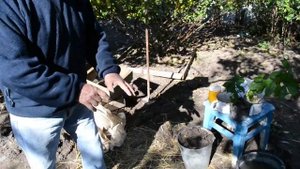 ЯГОДЫ ГУМИ (лох многоцветковый):  посадка гуми осенью