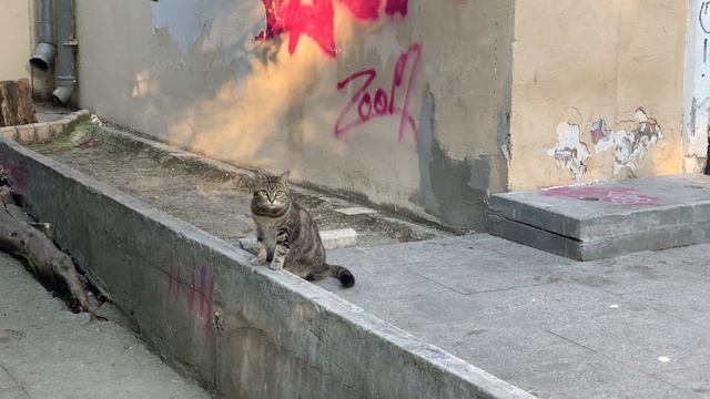 Парк имени Кирова . Ялта смотреть онлайн