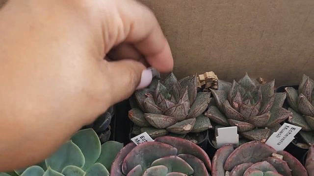 Mountain Crest Gardens Unboxing 50 Wholesale 2 Inch Containers смотреть онлайн