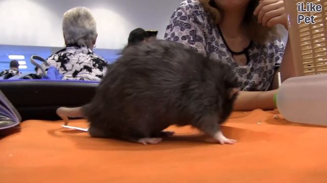 Декоративные крысы Уход и содержание на ilikepet