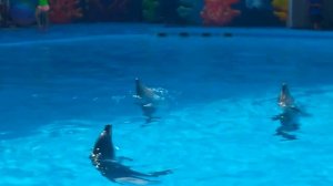 Дельфинарий. Алушта. (Dolphinarium. Alushta.)