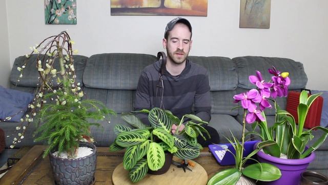 Caring for the Prayer Plant (Maranta leuconeura) смотреть онлайн