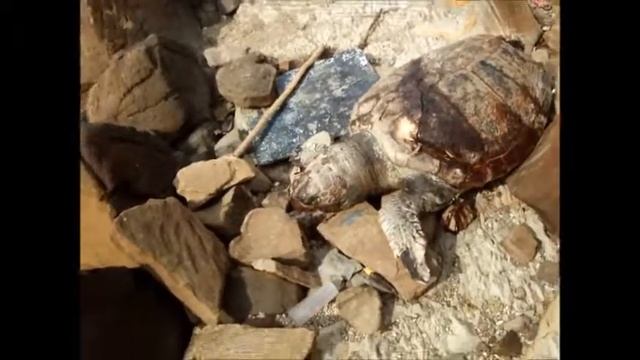 tortuga marina "chelonioidea" muerta, el centenario (Algeciras) смотреть онлайн