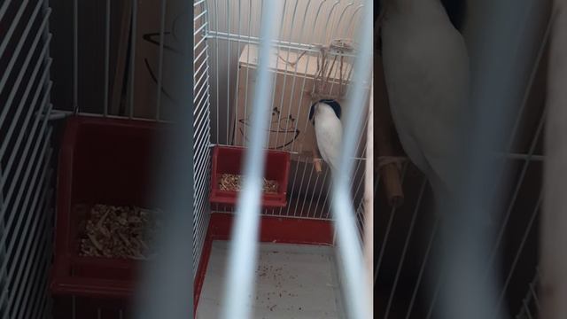 Гнездовой домик #домашняяптица #попугаи #попугай #волнистыйпопугай #parrots #parrot #family #дом смотреть онлайн