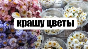 Как покрасить живые цветы краской, для засушки.