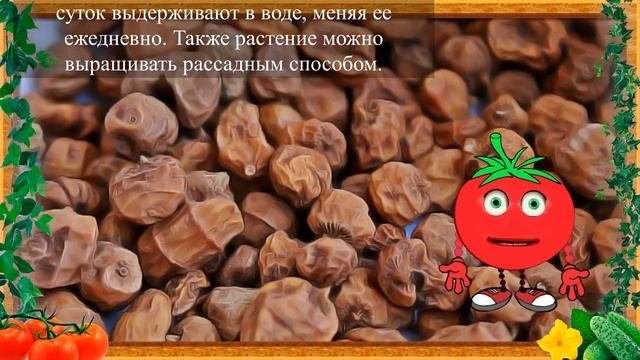 ЗЕМЛЯНОЙ МИНДАЛЬ В ВАШЕМ ОГОРОДЕ!