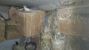 Разведение зебровых амадин зимой. Обогрев.
