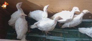 Тесно индюшатам и эмоциональное выгорание Курочки-хозяйки