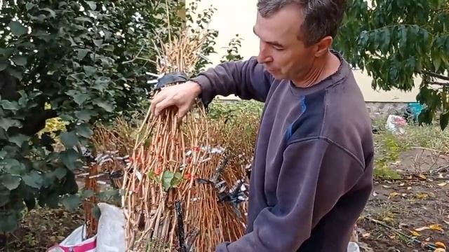 @Виноград 2020  Продажа саженцев винограда А Гергеля началась