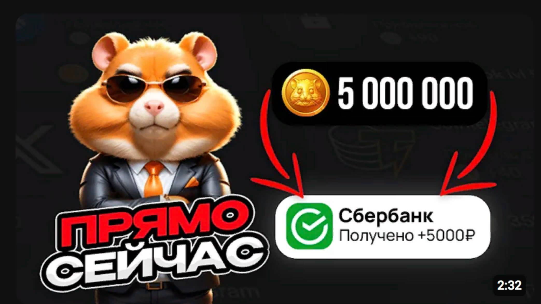 Хомяк комбат как выводить