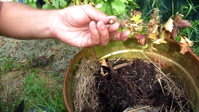 ??Почему засох саженец винограда? Почему сохнут саженцы винограда? Виноград