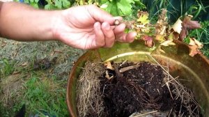 ??Почему засох саженец винограда? Почему сохнут саженцы винограда? Виноград