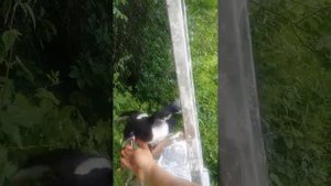 Птенцы сороки