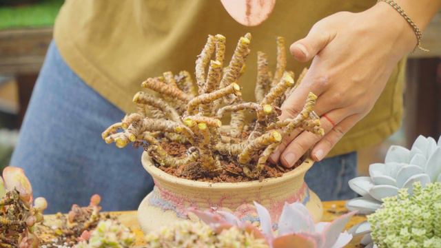 HOW TO REPOT OLD SUCCULENT (Part 2) 💚💚 // Joy Garden Succulent смотреть онлайн