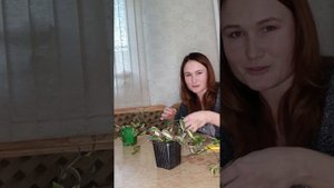 Традесканция триколор. Формировка.