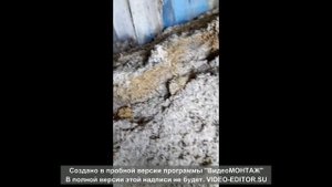 свекольный жом хранение