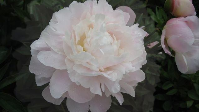 Пион Юбилейный ГБС / Peony Yubilejnyj GBS. Пионы Н.С. Красновой. смотреть онлайн